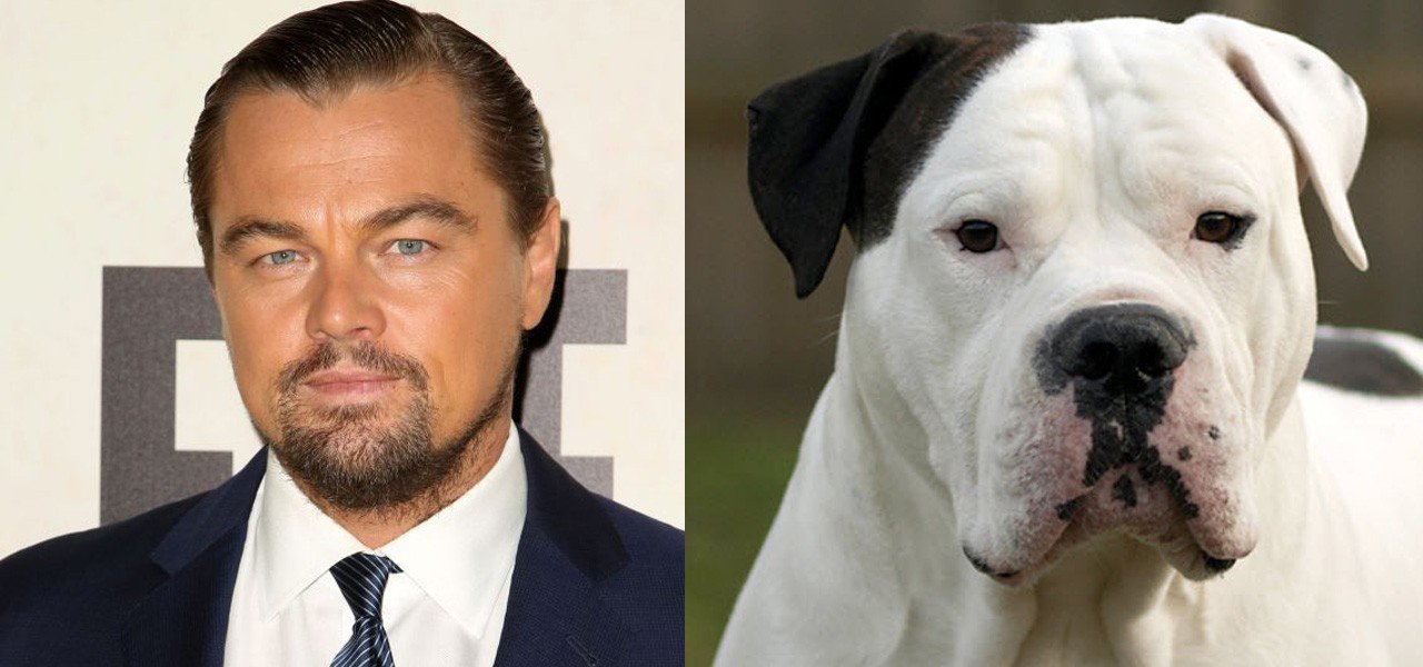 Leonardo Dicaprio vs Bulldog