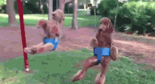 dogs swinging in park