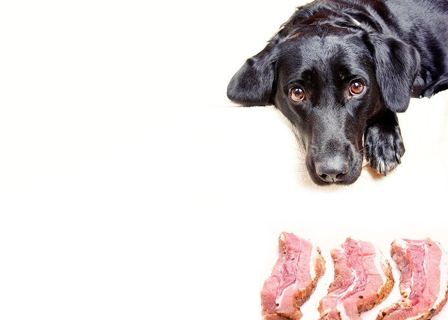 dog-ham-bacon