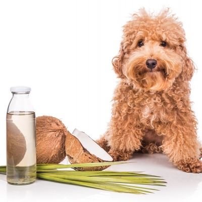 9 Natural Health Alternatives for Your Dog
